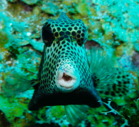 Little Cayman Island Box Fish